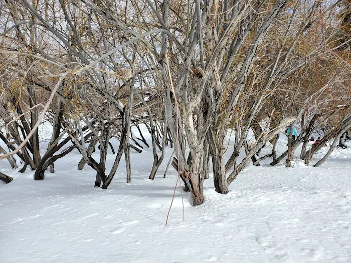 Jackson Lake Picnic Site Picture 6