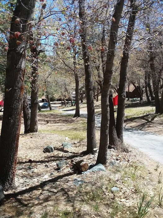 Lions Camp at Wrightwood Picture 7