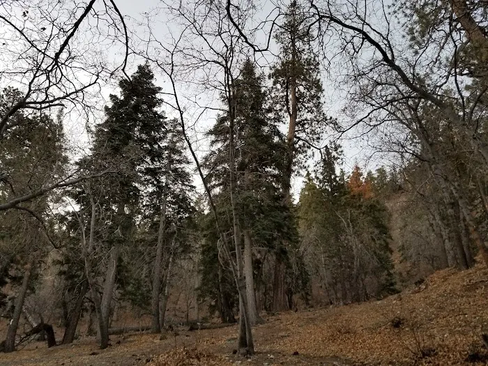 Lions Camp at Wrightwood Picture 10