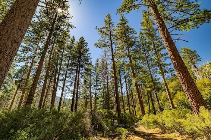 Lupine Campground Picture 7