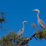 Fort Pickens Area of Gulf Island National Seashore