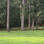Pinewood Trails RV Park