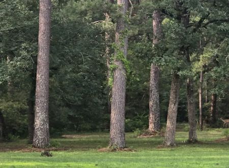 Pinewood Trails RV Park