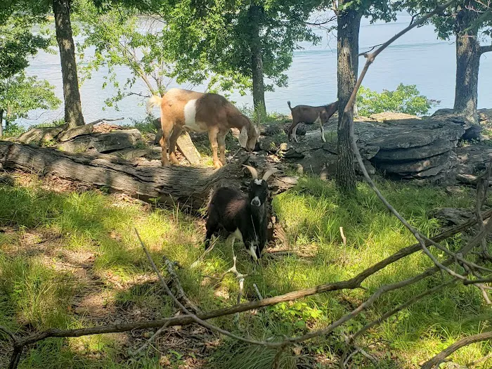 The real Goat Island Picture 1