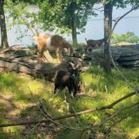 The real Goat Island ico
