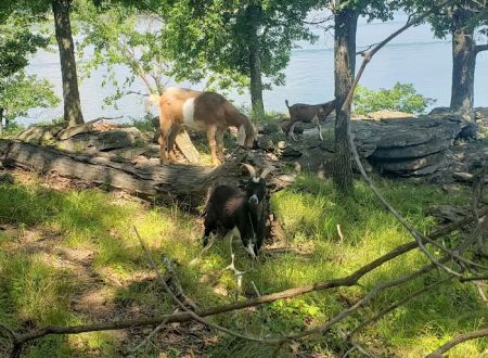 The real Goat Island