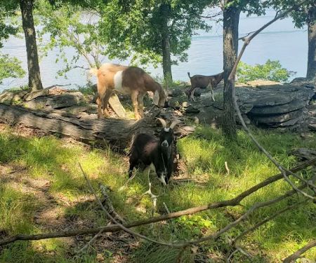 The real Goat Island