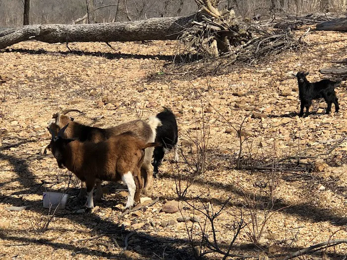 The real Goat Island Picture 5