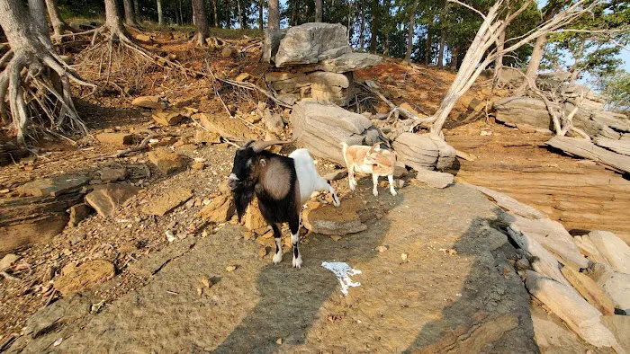 The real Goat Island Picture 6