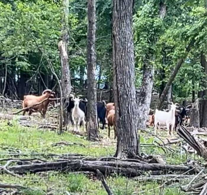 The real Goat Island Picture 10