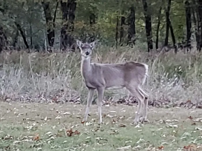 Cherokee Campground Picture 7