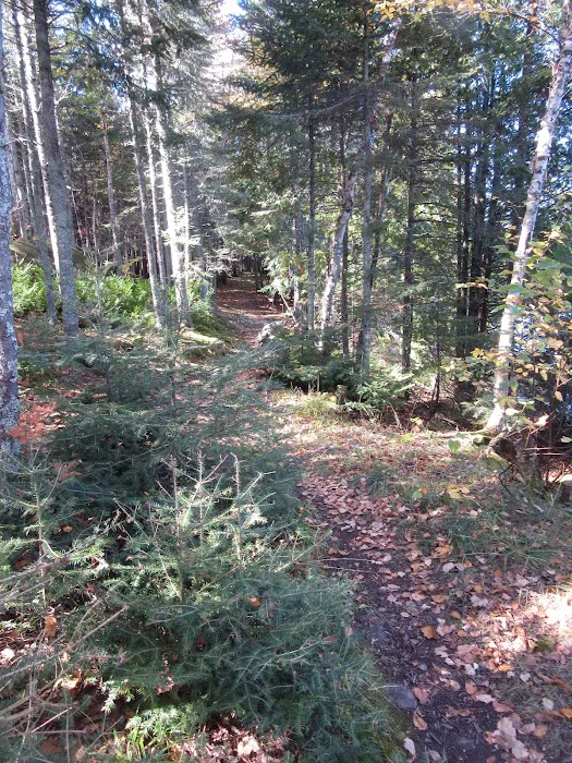 BWCA Campsite #954 Picture 7