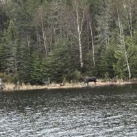 Superior National Forest Campsite #2150 ico