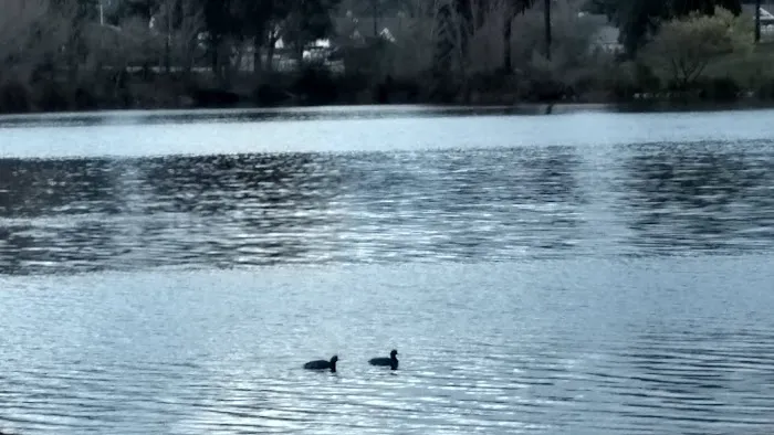 Lake Los Serranos Club Picture 6