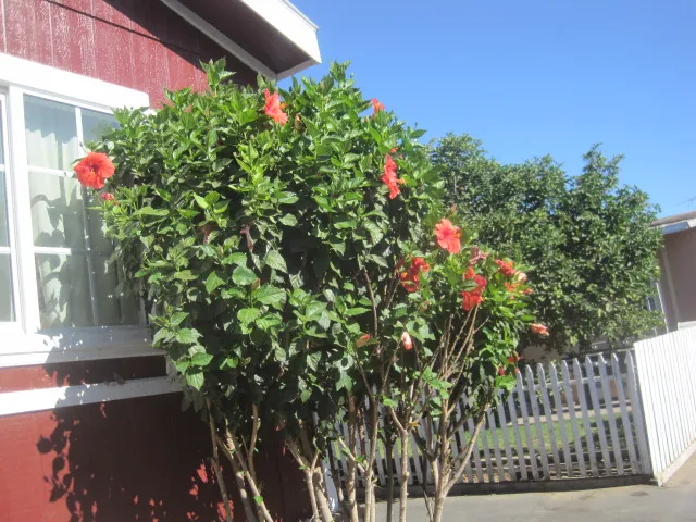 Silver Wheel Mobilehome Park Picture 3