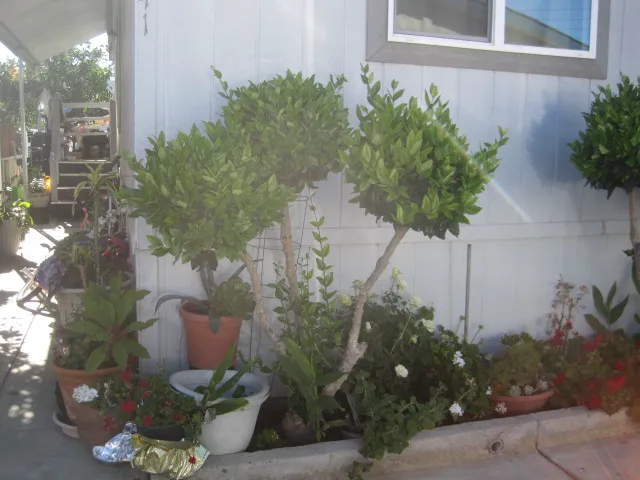 Silver Wheel Mobilehome Park Picture 5