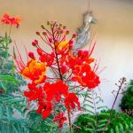 Placerita Canyon Mobile Home