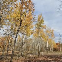 Maple Ridge RV Campground ico