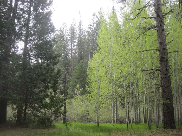 Aspen Hollow Group Campground Picture 3