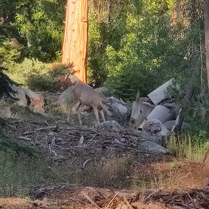 Landslide Campground Picture 4