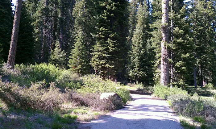 Fir Group Campground Picture 2
