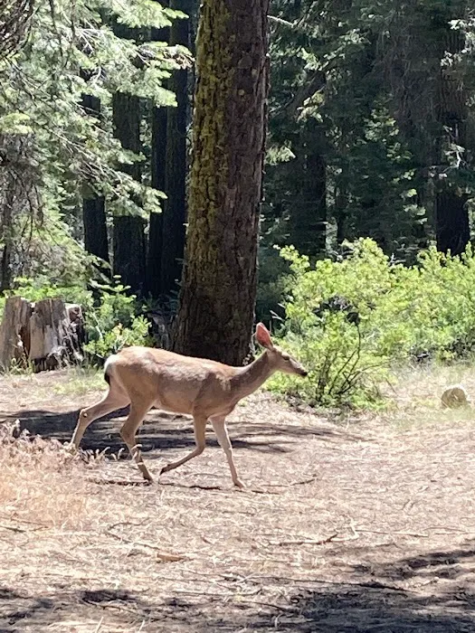Fir Group Campground Picture 5