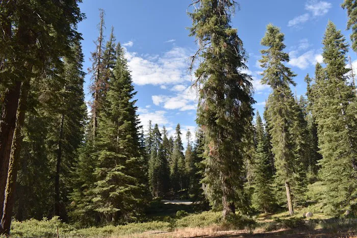 Fir Group Campground Picture 7