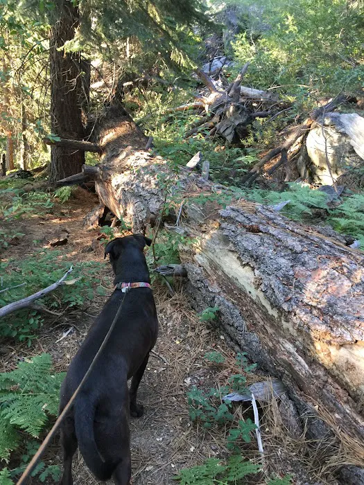 Ward Lake Campground Picture 5