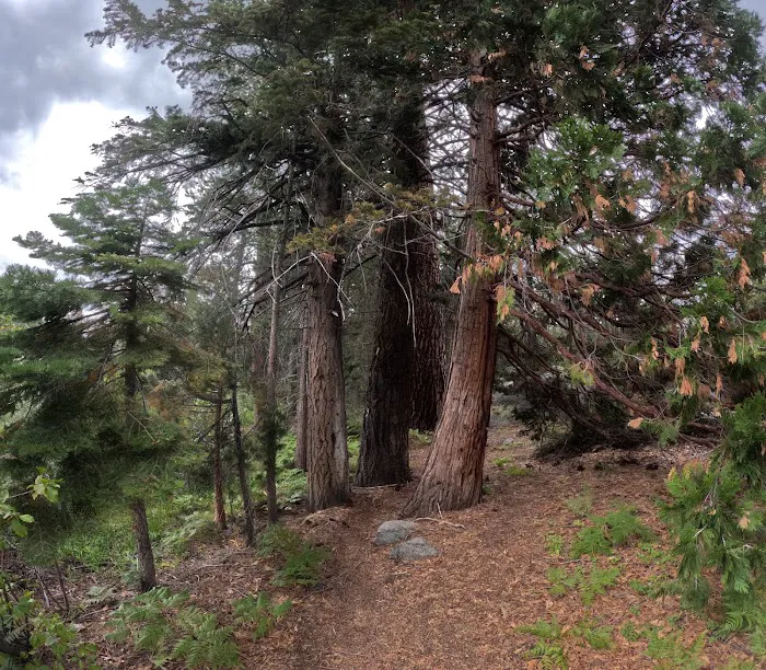 Ward Lake Campground Picture 4