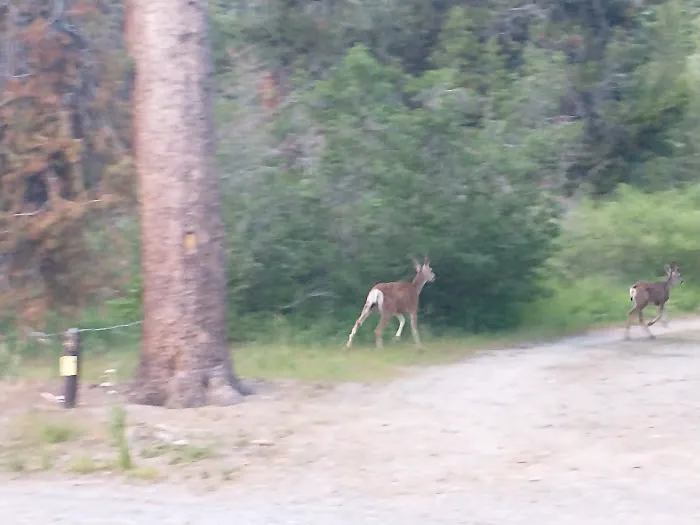 Reds Meadow Campground Picture 7