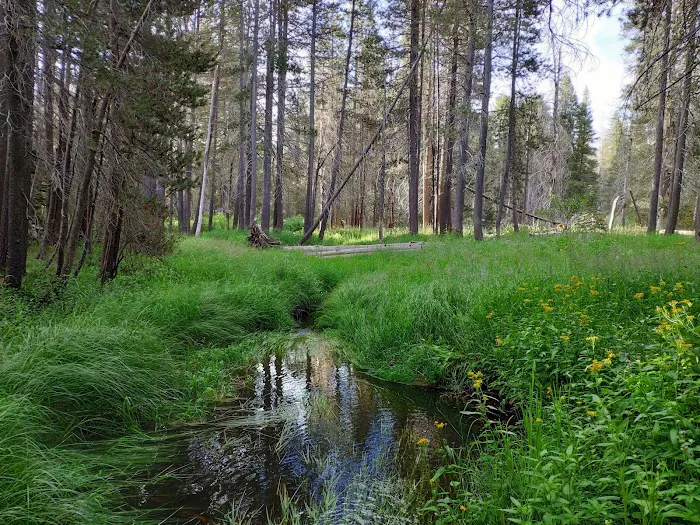 Bridalveil Creek Campground Picture 5