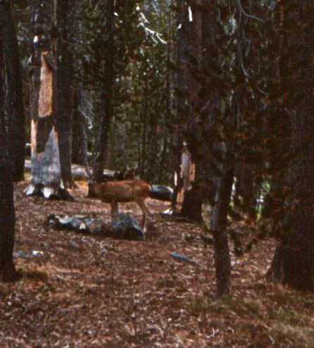 Bridalveil Creek Campground Picture 8