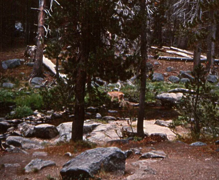 Bridalveil Creek Campground Picture 9