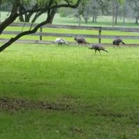 Country View RV Park ico