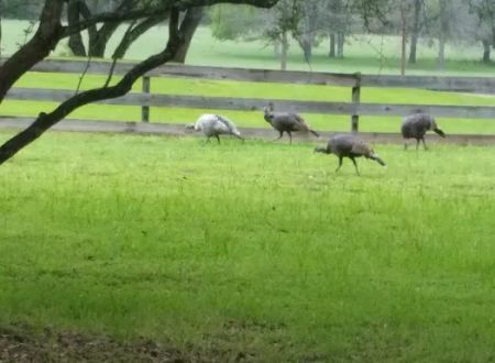 Country View RV Park
