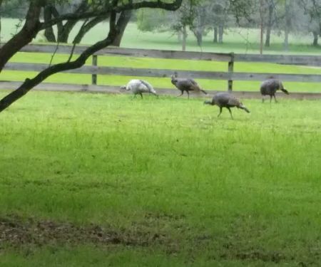 Country View RV Park