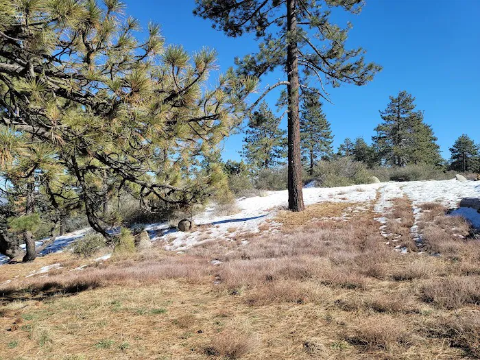 Thomas Mountain Campground Picture 3