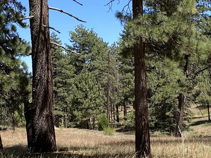 Thomas Mountain Campground Picture 5