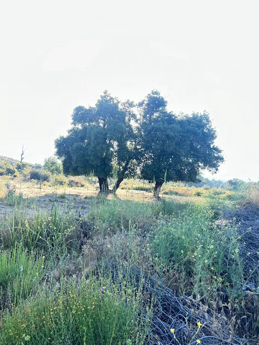 Shalom Eretz Picture 4