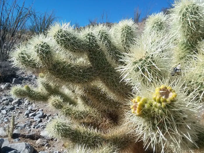 Yaqui Wash Primitive Campground Picture 6