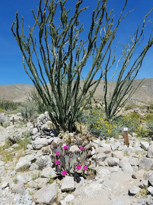Yaqui Wash Primitive Campground Picture 7