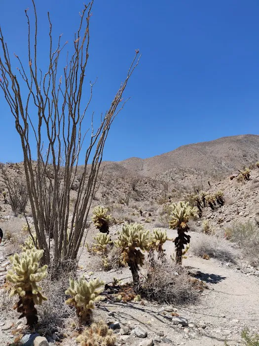 Tamarisk Grove Campground Picture 4
