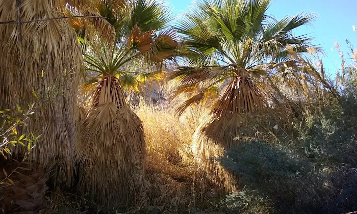Agua Caliente Campground Picture 10