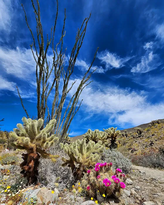 Anza-Borrego State Park Campground Picture 1