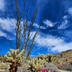 Anza-Borrego State Park Campground