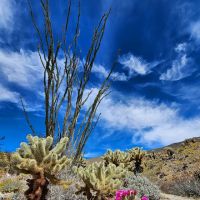 Anza-Borrego State Park Campground ico
