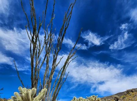 Anza-Borrego State Park Campground