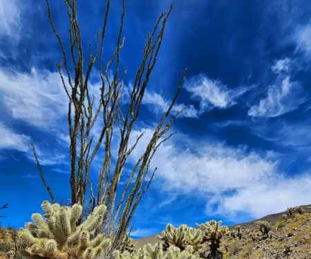 Anza-Borrego State Park Campground