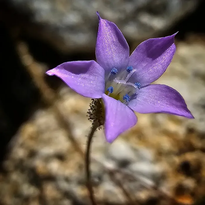 Anza-Borrego State Park Campground Picture 10
