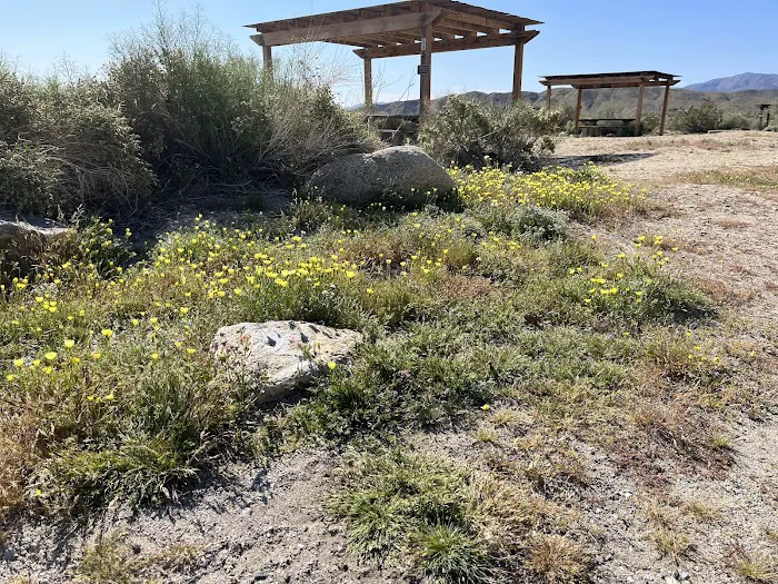 Borrego Palm Canyon Campground Picture 8